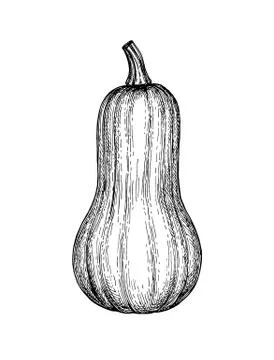 Ink sketch of butternut squash Stock Illustration