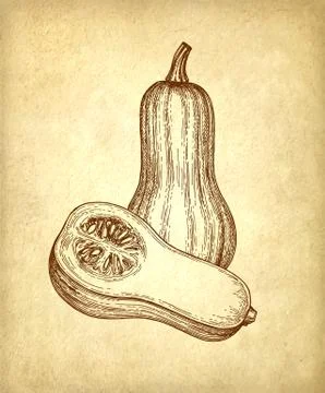 Ink sketch of butternut squash Stock Illustration