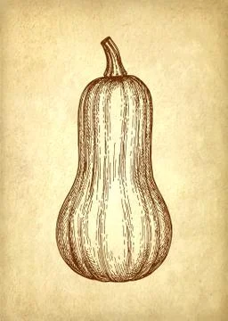 Ink sketch of butternut squash Stock Illustration