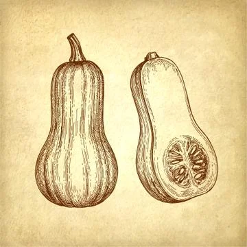Ink sketch of butternut squash Stock Illustration