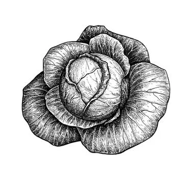 Ink sketch of cabbage Ilustración de archivo