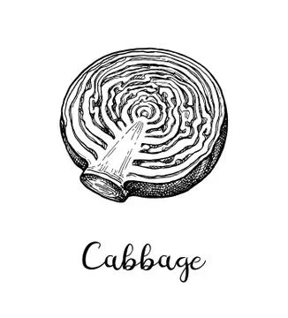 Ink sketch of cabbage Ilustración de archivo