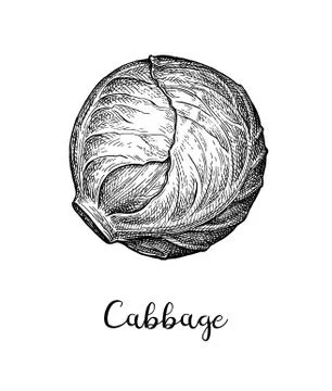 Ink sketch of cabbage Ilustración de archivo