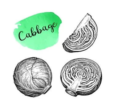 Ink sketch of cabbage Stock-Illustration
