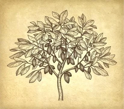 Ink sketch of cacao tree. Stock Illustration