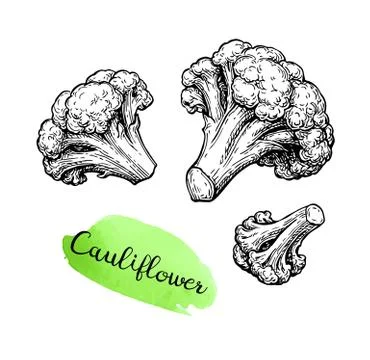 Ink sketch of cauliflower. Stock Illustration