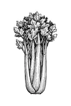 Ink sketch of celery Illustrazione stock