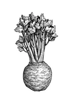 Ink sketch of celery Illustrazione stock