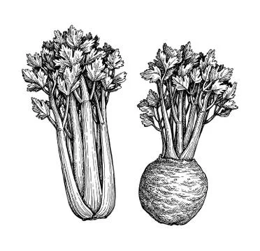 Ink sketch of celery Illustrazione stock