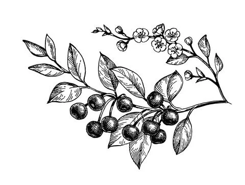 Ink sketch of cherry branches. Stock Illustration