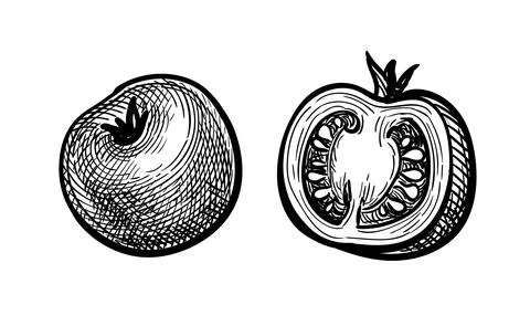 Ink sketch of cherry tomatoes. Stock-Illustration