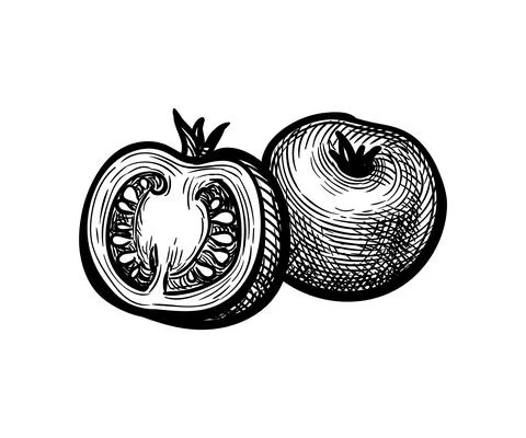 Ink sketch of cherry tomatoes. Stock Illustration