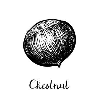 Ink sketch of chestnut. Stock Illustration