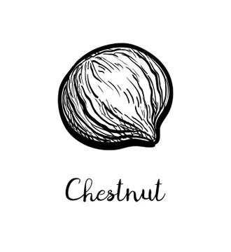 Ink sketch of chestnut. Stock-Illustration