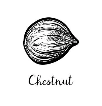 Ink sketch of chestnut. Stock-Illustration