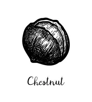 Ink sketch of chestnut. Stock Illustration