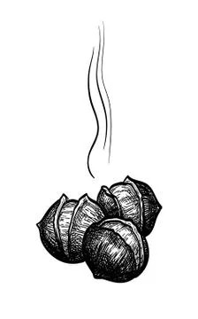Ink sketch of chestnuts. Stock Illustration