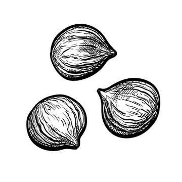 Ink sketch of chestnuts. Stock Illustration