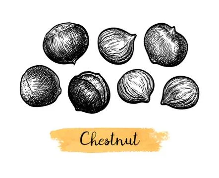 Ink sketch of chestnuts. Stock Illustration