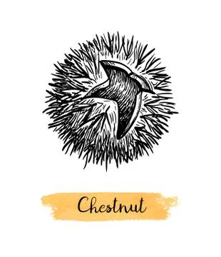 Ink sketch of chestnuts. Stock Illustration