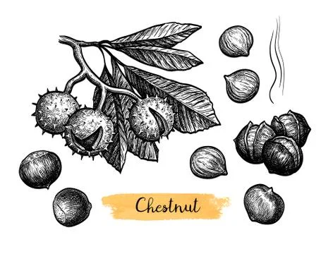 Ink sketch of chestnuts. Stock-Illustration