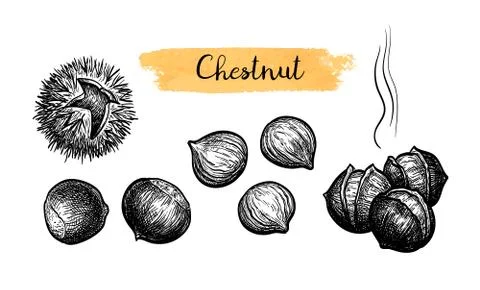 Ink sketch of chestnuts. Illustrazione stock