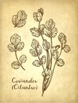 Ink sketch of cilantro. Stock Illustration
