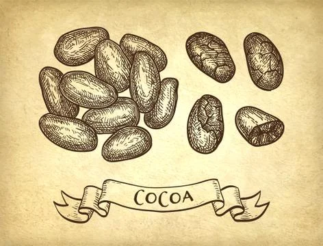 Ink sketch of cocoa. Stock Illustration