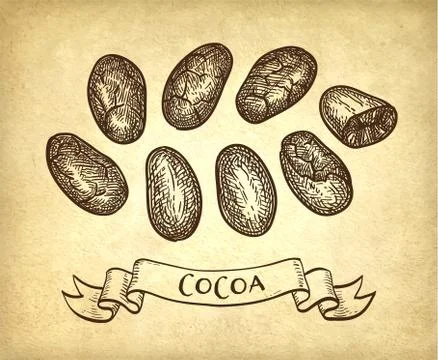 Ink sketch of cocoa. Stock-Illustration