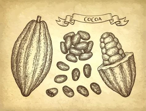 Ink sketch of cocoa. Stock-Illustration