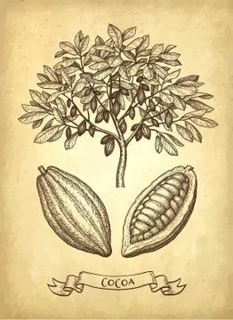 Ink sketch of cocoa Stock-Illustration