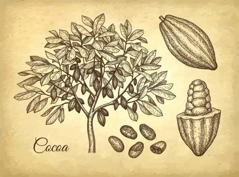 Ink sketch of cocoa Stock-Illustration