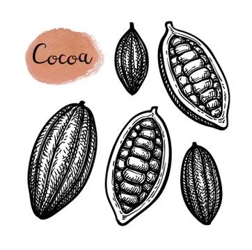 Ink sketch of cocoa. Stock Illustration