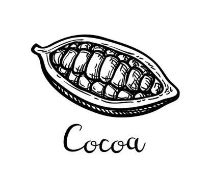 Ink sketch of cocoa. Stock Illustration