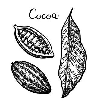 Ink sketch of cocoa. Stock Illustration