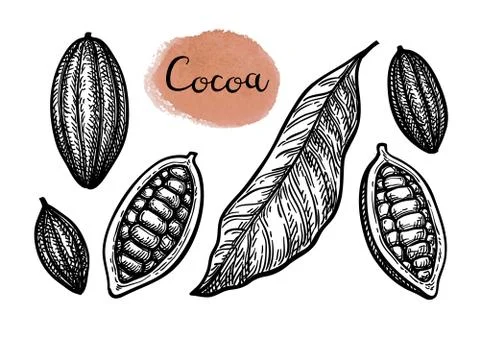 Ink sketch of cocoa. Stock Illustration