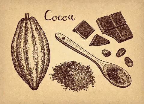 Ink sketch of cocoa. Stock Illustration