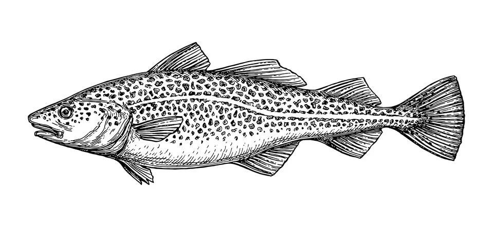 Ink sketch of cod fish. Stock Illustration