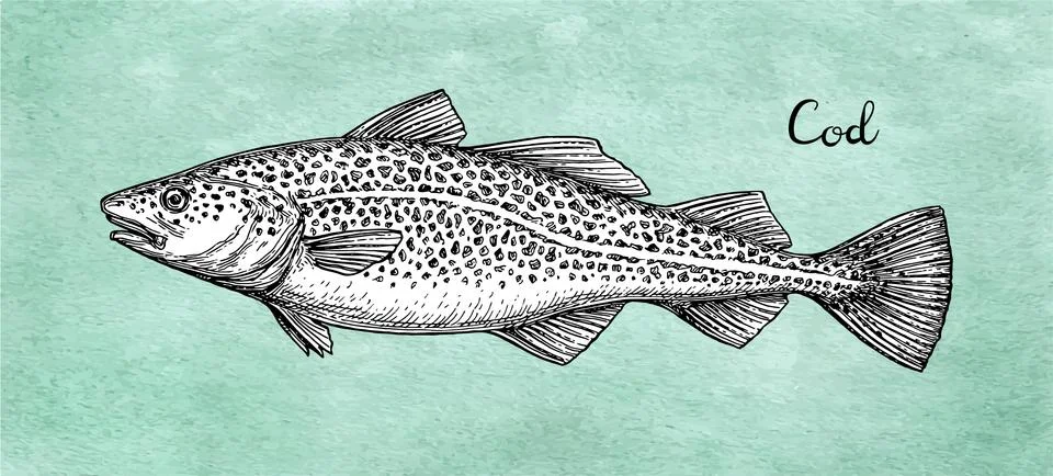 Ink sketch of cod fish. Stock Illustration