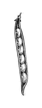 Ink sketch of common bean Stock Illustration