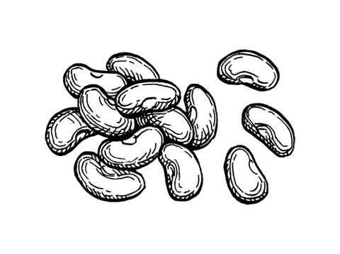 Ink sketch of common bean Illustrazione stock