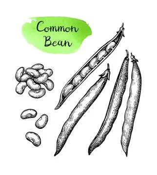 Ink sketch of common bean Illustrazione stock