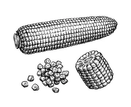 Ink sketch of corn Stock Illustration