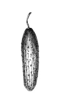 Ink sketch of cucumber. Stock Illustration