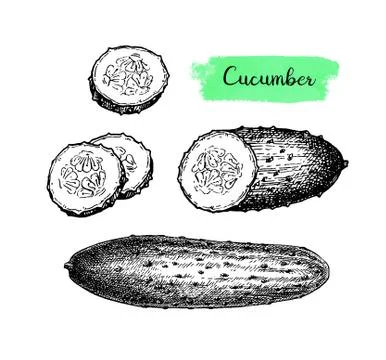 Ink sketch of cucumber. Illustrazione stock