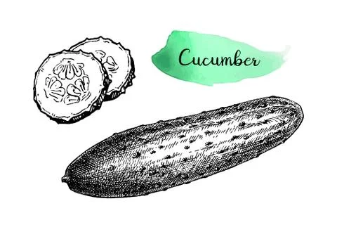 Ink sketch of cucumber. Stock Illustration