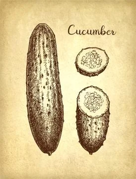 Ink sketch of cucumber. Stock Illustration