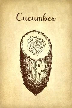 Ink sketch of cucumber. Stock Illustration