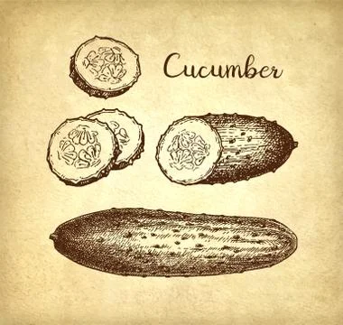 Ink sketch of cucumber. Illustrazione stock