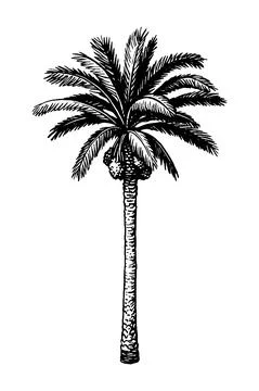 Ink sketch of date palm. Stock-Illustration